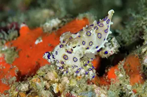 Deadly: Indonesia, Papua, Raja Ampat. Close-up of