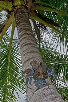 Shimlock: Indonesia, Papua, Raja Ampat. Coconut crab