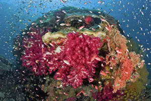 Anthia: Indonesia, Papua, Raja Ampat. Colorful corals