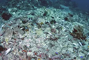Made: Indonesia, Papua, Raja Ampat, Fam, Penemu