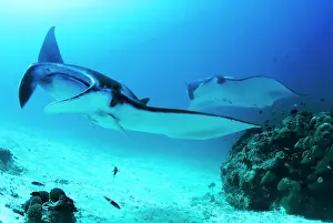 Manta: Indonesia, Papua, Raja Ampat, Manta Point