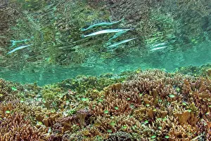 Shimlock: Indonesia, Papua, Raja Ampat. Needlefish