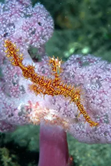 Pipefish: Indonesia, Papua, Raja Ampat. Pipefish swims