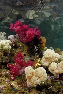 Waigeo: Indonesia, Papua, Raja Ampat. Scenic of