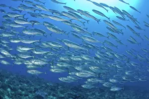 Scad: Indonesia, Papua, Raja Ampat. Schooling