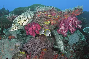 Butterflyfish: Indonesia, Papua, Raja Ampat, SE Misool