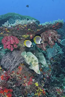 Butterflyfish: Indonesia, Papua, Raja Ampat, SE Misool