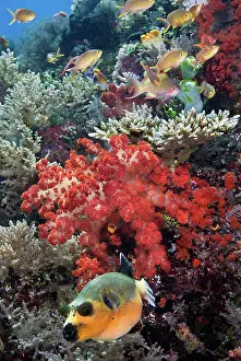 Misool: Indonesia, Papua, Raja Ampat, SE Misool