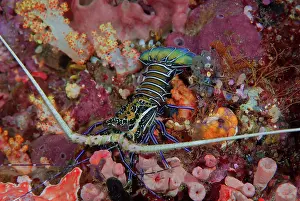 Lobster: Indonesia, Papua, Raja Ampat, SE Misool