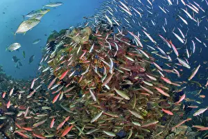 Trevally: Indonesia, Papua, Raja Ampat. Underwater