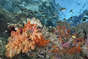 Candy: Indonesia, Papua, Raja Ampat. Underwater