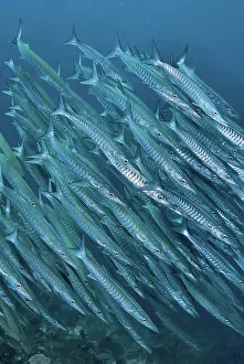 Barracuda: Indonesia, Papua, Raja Ampat. Underwater