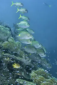Dampier: Indonesia, Papua, Raja Ampat. Underwater