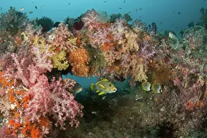 Butterflyfish: Indonesia, Papua, Raja Ampat. Underwater