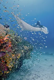 Dampier: Indonesia, Papua, Raja Ampat. Underwater