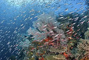 Candy: Indonesia, Papua, Raja Ampat. Underwater