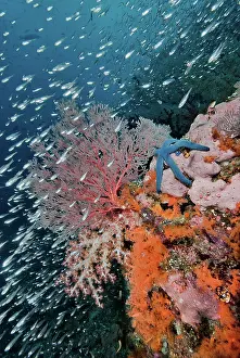 Misool: Indonesia, Papua, Raja Ampat. Underwater