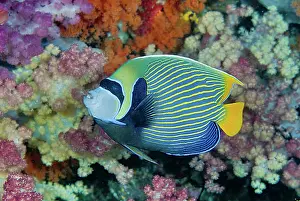 Misool: Indonesia, Papua, Raja Ampat. Underwater
