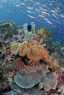 Penemu: Indonesia, Papua, Raja Ampat. Underwater