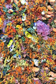 Tunicate: Indonesia, Papua, Raja Ampat. Various species