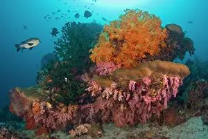 Snapper: Indonesia, Raja Ampat. Black snapper fish