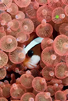 Anemonefish: Indonesia, Raja Ampat. A Clark's anemonefish
