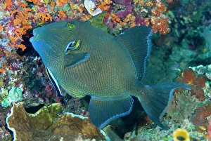 Misool: Indonesia, Raja Ampat. Cleaner wrasse fish