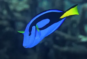 Surgeonfish: Indonesia, Raja Ampat. Close-up of colorful
