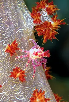 Decorator: Indonesia, Raja Ampat. Close-up of decorator