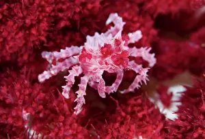Dampier: Indonesia, Raja Ampat. Close-up of decorator