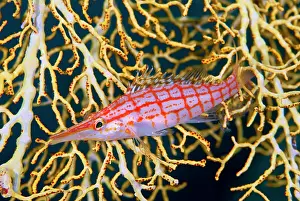 Hawkfish: Indonesia, Raja Ampat. Close-up of hawkfish