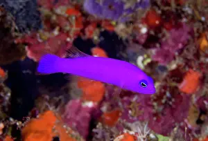 Dottyback: Indonesia, Raja Ampat. Close-up of a magenta