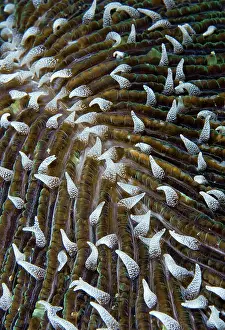Arty: Indonesia, Raja Ampat. Close-up of mushroom