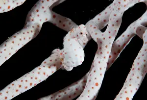 Indonesia, Raja Ampat. Close-up of pygmy