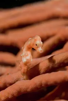 Penemu: Indonesia, Raja Ampat. Close-up of pygmy
