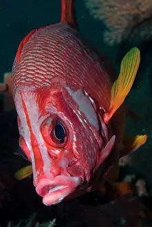 Squirrelfish: Indonesia, Raja Ampat. Close-up of squirrelfish