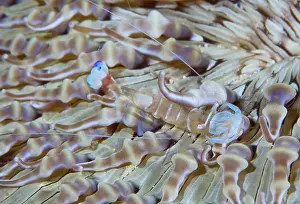 Batanta: Indonesia, Raja Ampat. This commensal shrimp