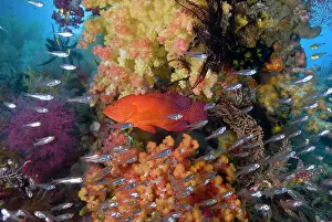 Misool: Indonesia, Raja Ampat. A coral trout fish