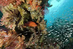 Misool: Indonesia, Raja Ampat. A coral trout fish