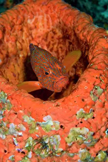 Hides: Indonesia, Raja Ampat. A coral trout hides