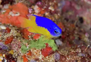 Damselfish: Indonesia, Raja Ampat. Damselfish swims