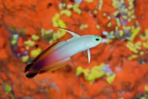 Dampier: Indonesia, Raja Ampat. A fire goby swims