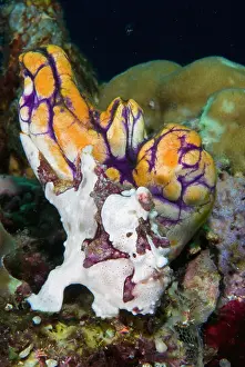 Tunicate: Indonesia, Raja Ampat. Frogfish mimics the