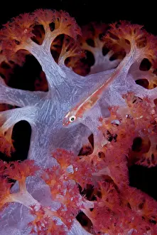 Batanta: Indonesia, Raja Ampat. This goby fish is