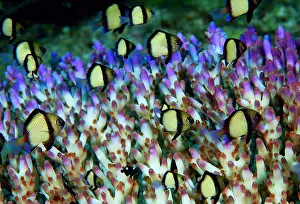 Damselfish: Indonesia, Raja Ampat. Humbug fish seek
