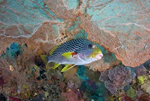 Misool: Indonesia, Raja Ampat. A lined sweetlip