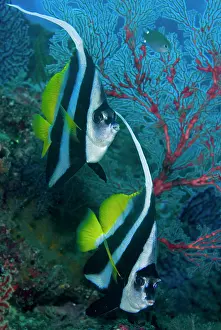 Misool: Indonesia, Raja Ampat. Two longfin bannerfish