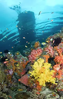 Misool: Indonesia, Raja Ampat, Misool, Boo Islands