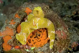 Batanta: Indonesia, Raja Ampat. A nudibranch is host