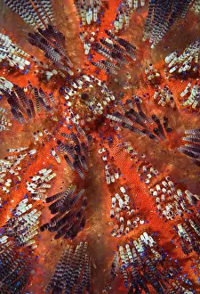 Arty: Indonesia, Raja Ampat. Overview of colorful